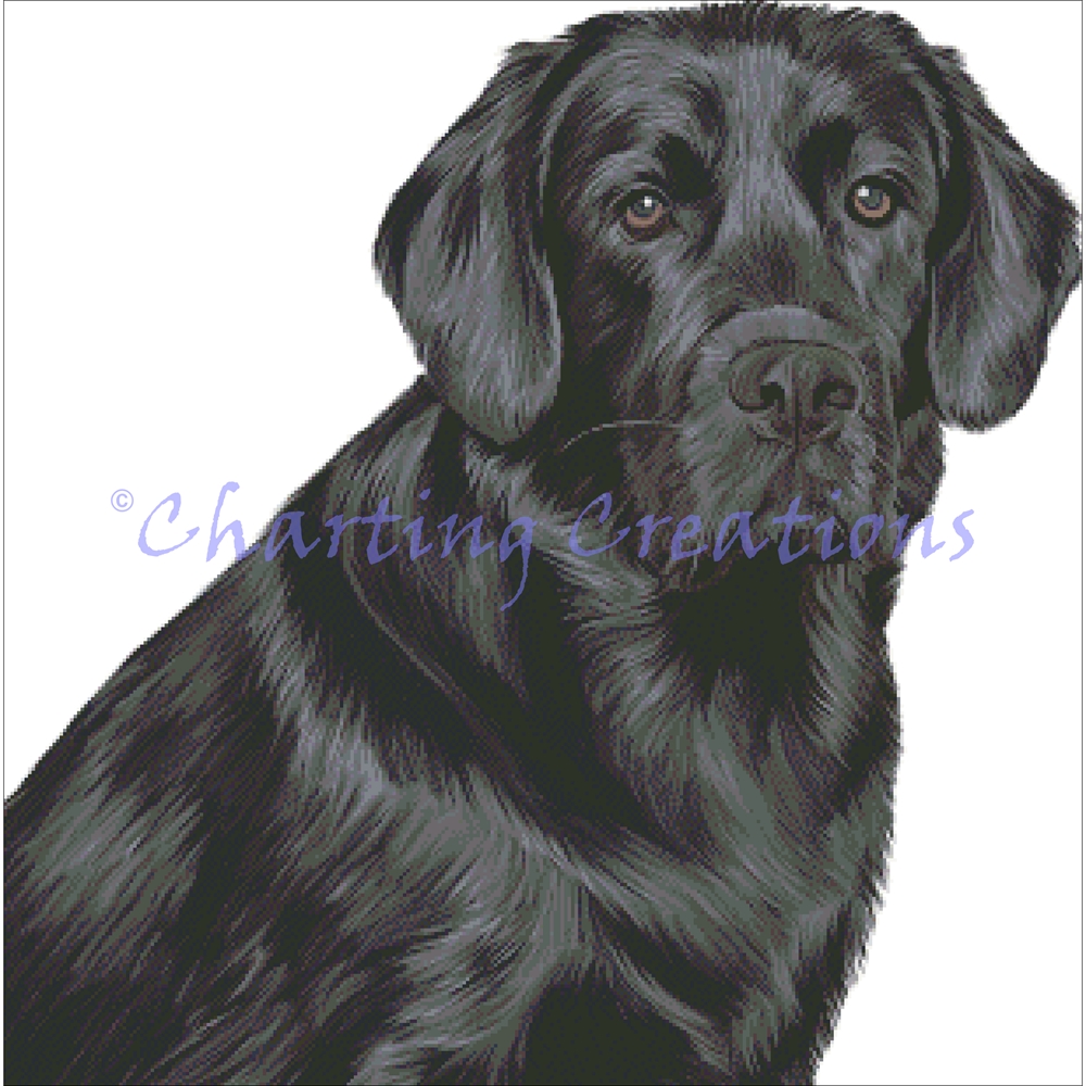 Black Lab